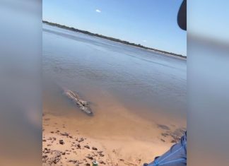 Pescador oferece peixe e interage com jacaré gigante TO: ‘Joãozinho, vem cá’